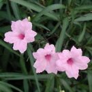 5 Live Plant - Pink Mexican Petunia - Beautiful Flower Home Garden #anst1