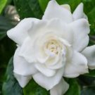 1 Live Plant - White Gardenia Fragrant Flower - Beautiful Flower Home Garden #anst1
