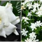 1 Live Plant - Frost Proof Gardenia Fragrant Flower - Beautiful Flower Home Garden #anst1
