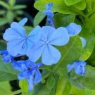 2 Live Plant - Plumbago Imperial Blue - Beautiful Flower Home Garden #anst1