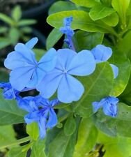 2 Live Plant - Plumbago Imperial Blue - Beautiful Flower Home Garden #anst1