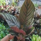 1 Live Plant - Calathea Pink Stripe - Beautiful Flower Home Garden #anst1