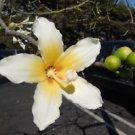 1 Live Plant - White Flowers Silk Floss Tree - Beautiful Flower Home Garden #anst1