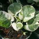 1 Live Plant - N-JOY Pothos Vine - Beautiful Flower Home Garden #anst1