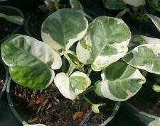 1 Live Plant - N-JOY Pothos Vine - Beautiful Flower Home Garden #anst1