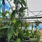 1 Live Plant - Vanilla Bean Orchid - Beautiful Flower Home Garden #anst1