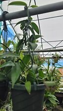 1 Live Plant - Vanilla Bean Orchid - Beautiful Flower Home Garden #anst1