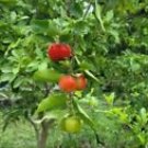 1 Live Plant - Barbados Cherry Fruit Tree Live Rooted - Beautiful Home Garden #anst1