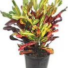 1 Live Plant - Mammy Croton Live Plant - Beautiful Home Garden #anst1