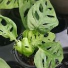 1 Live Plant - Monstrea Friedrichstalii Swiss Cheese - Beautiful Home Garden #anst1