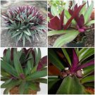 1 Live Plant - Tradescantia Spathacea - Beautiful Home Garden #anst1