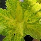 1 Live Plant - Lemon Lime Coleus - Beautiful Home Garden #anst1