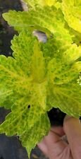1 Live Plant - Lemon Lime Coleus - Beautiful Home Garden #anst1
