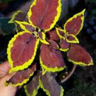 1 Live Plant - Coleus Sun Chocolate Mint - Beautiful Home Garden #anst1