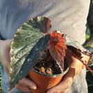 1 Live Plant - Angel Wing Begonia - Beautiful Home Garden #anst1