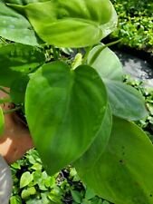 1 Live Plant - Heart Shape Leaf Philodendron - Beautiful Home Garden #anst1