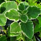 1 Live Plant - Variegated Cuban Oregano - Beautiful Home Garden #anst1