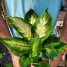 1 Live Plant - Dieffenbachia Green Taro - Beautiful Home Garden #anst1