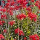 3 Cutting - Red Epidenrum Orchid - Beautiful Home Garden #anst1