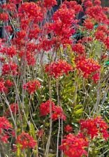 3 Cutting - Red Epidenrum Orchid - Beautiful Home Garden #anst1
