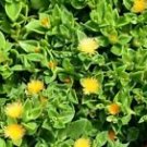 1 Live Plant - Orange Baby Sunrose - Beautiful Home Garden #anst1
