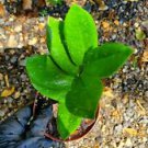1 Live Plant - Rare ZZ Zamioculcas zamiifolia - Beautiful Home Garden #anst1