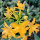 1 Cutting - Yellow Epidendrum Orchid - Beautiful Home Garden #anst1