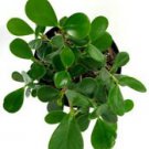 1 Live Plant - Clusia rosea Nana Live Plant - Beautiful Home Garden #anst1