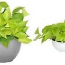 1 Live Plant - Neon Green Pothos - Beautiful Home Garden #anst1
