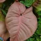 1 Live Plant - Pink Syngonium Podophyllum Arrowhead - Beautiful Home Garden #anst1