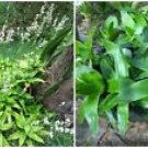 1 Cutting Live Plant - Callisia fragrans - Beautiful Home Garden #anst1