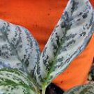 1 Live Plant - Aglaonema Chinese Evergreen - Beautiful Home Garden #anst1