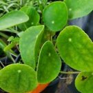 1 Live Plant - Pilea peperomioides Chinese Money Plant - Beautiful Home Garden #anst1