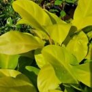 1 Live Plant - Philodendron Golden Goddess Neon vine - Beautiful Home Garden #anst1