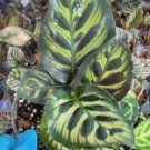 1 Live Plant - Calathea Peacock Plant - Beautiful Home Garden #anst1