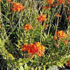 3 Piece Arial Roots - Orange Yellow Epidenrum Orchid - Beautiful Home Garden #anst1