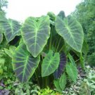 1 Well Roots - Colocasia illustris live plant - Beautiful Home Garden #anst1