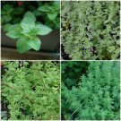 1 Live Plant - Peurto Rican Jamaican Oregano - Beautiful Home Garden #anst1
