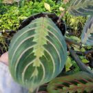 1 Live Plant - Maranta Red Prayer - Beautiful Home Garden #anst1