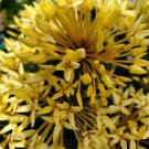 1 Live Plant - Dwarf Yellow Ixora - Beautiful Home Garden #anst1