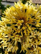 1 Live Plant - Dwarf Yellow Ixora - Beautiful Home Garden #anst1