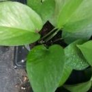 1 Live Plant - Jade Green Pothos - Beautiful Home Garden #anst1