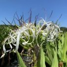 2 Live Plant - Giant White Spider Lily Crinum Asiaticum - Beautiful Home Garden #anst1
