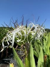 2 Live Plant - Giant White Spider Lily Crinum Asiaticum - Beautiful Home Garden #anst1
