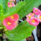 1 Live Plant - Fuchsia Euphorbia Milii Crown of Thorns - Beautiful Home Garden #anst1