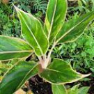 1 Live Plant - Pink Siam Rare Aglaonema - Beautiful Home Garden #anst1