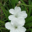 5 Well Rooted Plug - White Mexican Petunia - Beautiful Home Garden #anst1