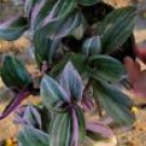 2 Cuttings Plant - Nanouk Pink Wandering Jew - Beautiful Home Garden #anst1