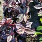 3 Cuttings Plant - Wandering Jew Tradescantia Zebrina - Beautiful Home Garden #anst1