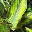 1 Live Plant - Calathea Beauty Star Live Plant - Beautiful Home Garden #anst1